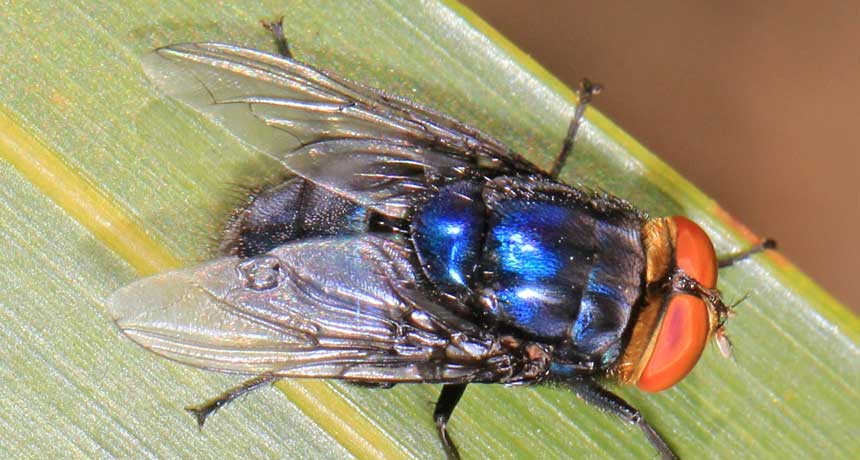 Screw worm adult fly showing orange eyes