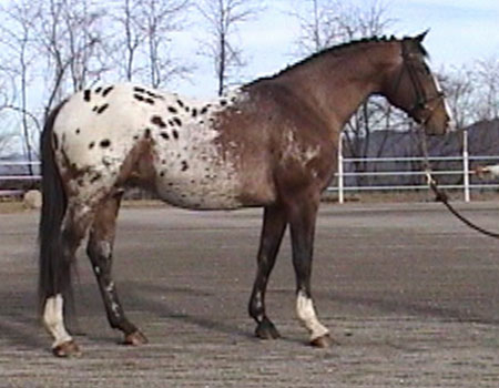 Broadway boogie woogie 1995 Spotted Holsteiner Stallion