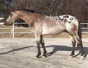C Picasso spotted Holsteiner stallion