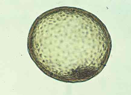 Equine Embryo Day 7
