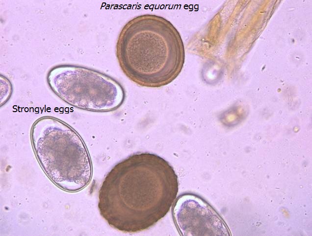 Microscopic image of equine fecal exam with parasite eggs.