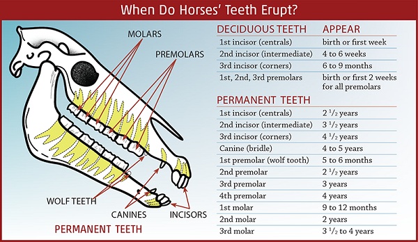 Equine skull with tooth eruption schedule