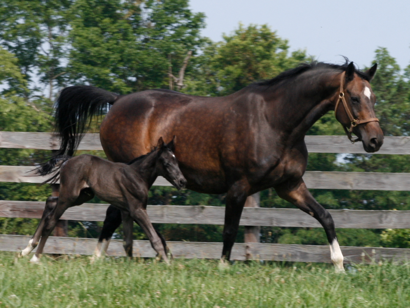 mare and foal running