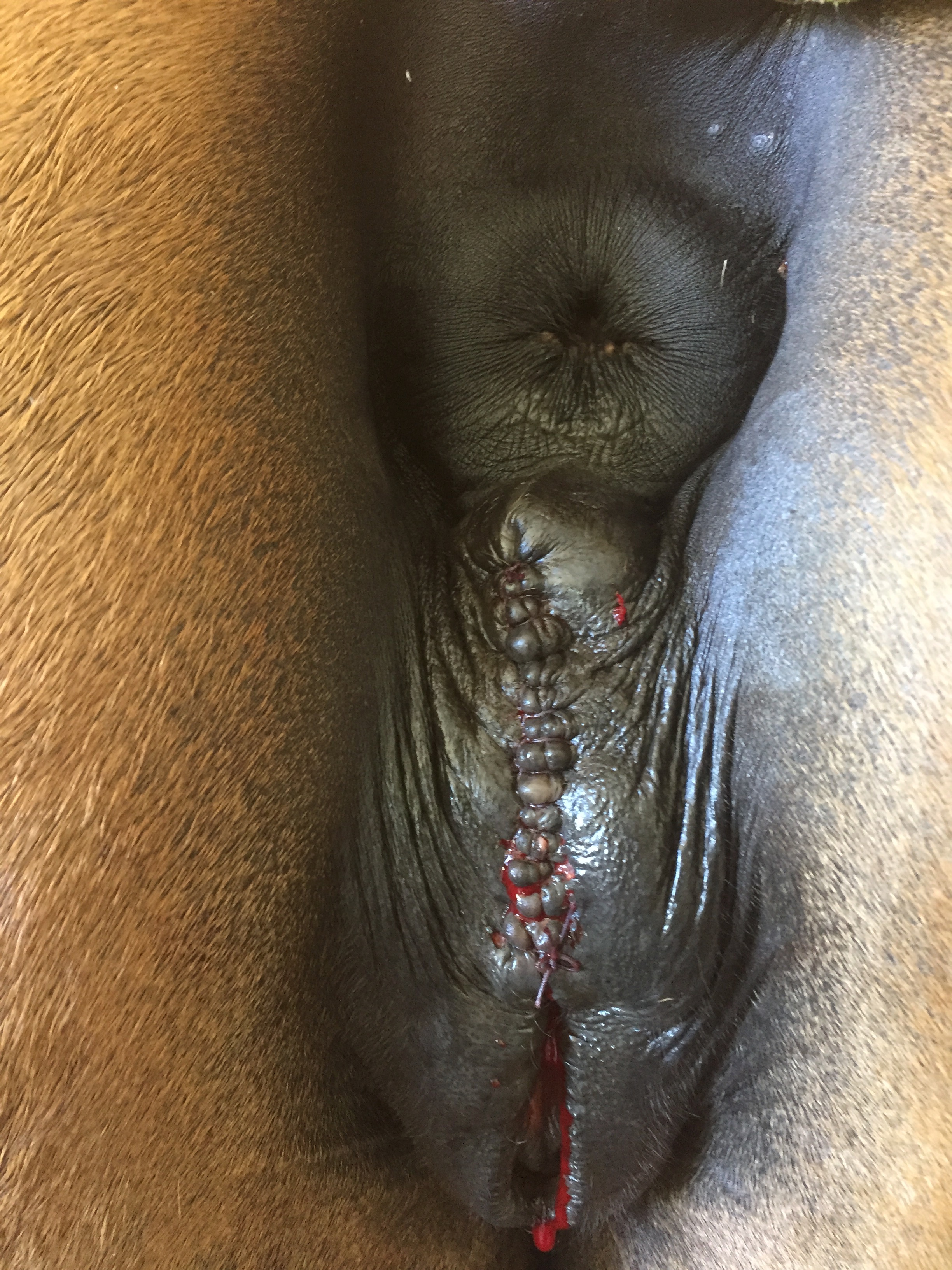 Mare vulva with completed Caslick surgery