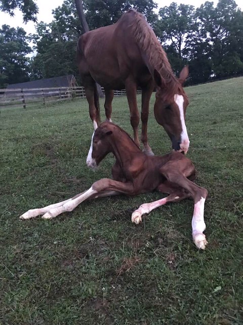 Oldenburg mare, Chrissy nuzzling her newborn filly, Mia v. Captain America, Holsteiner stallion