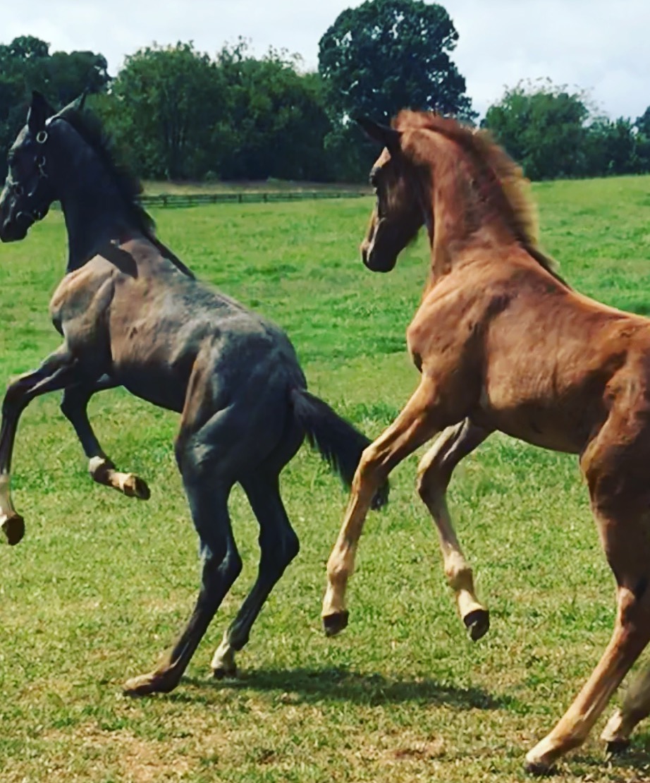 two foals at play