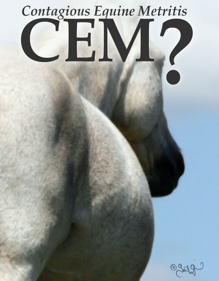 USDA CEM mare stallion import quarantine with Dr. William B. Ley DVM MS DACT