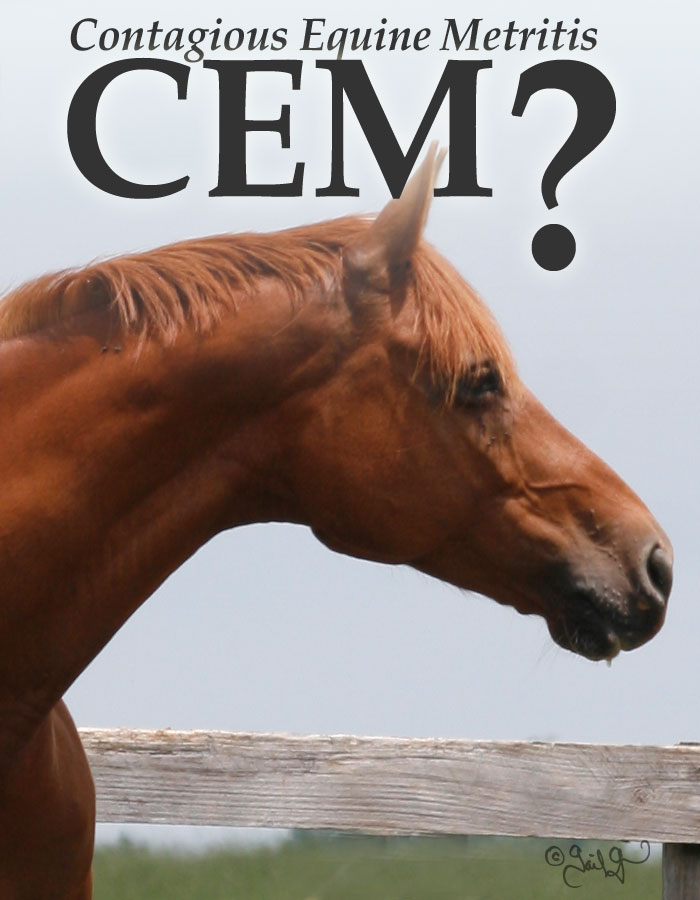 USDA CEM mare stallion import quarantine with Dr. William B. Ley DVM MS DACT